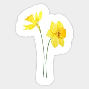 yellow daffodils watercolor painting Sticker